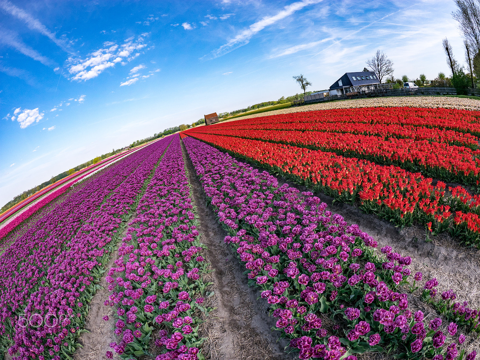 Panasonic Lumix DMC-GM1 + LUMIX G FISHEYE 8/F3.5 sample photo. Tulip fields photography