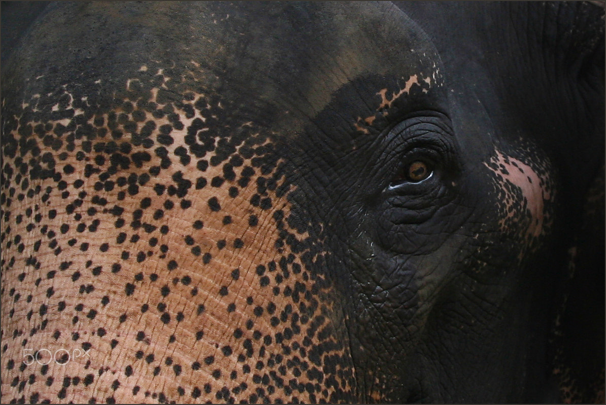 Canon EOS 30D + Canon EF 24-105mm F4L IS USM sample photo. Eye of the giants photography