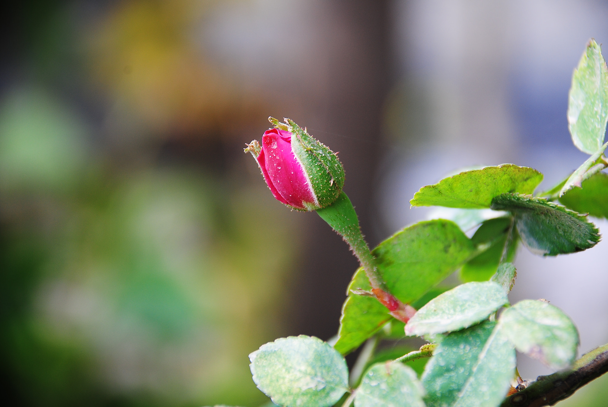 Nikon D3000 sample photo. Vahid photography