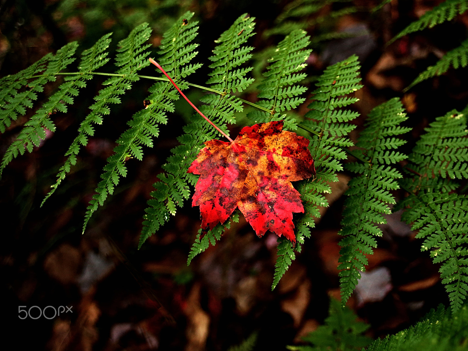 Canon EF 22-55mm f/4-5.6 USM sample photo. Leaf and fern photography