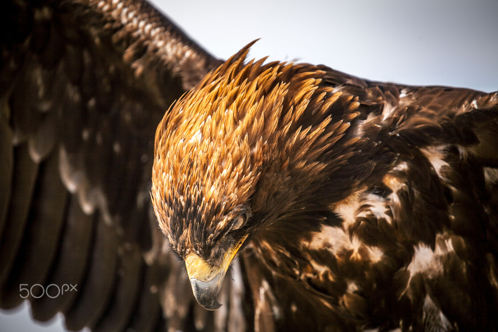 Canon EF 100-400mm F4.5-5.6L IS II USM sample photo. Golden eagle mongolia photography