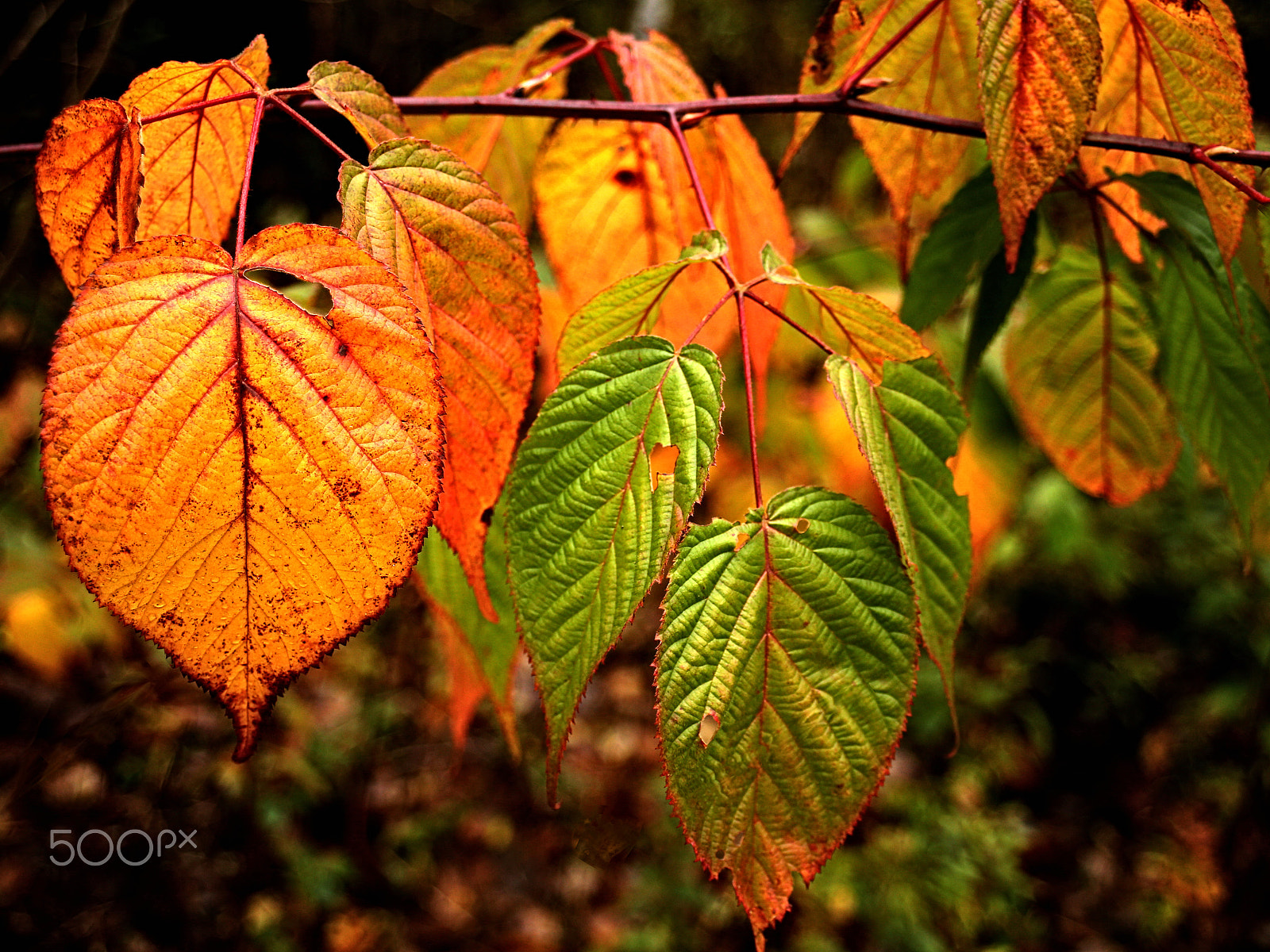 Canon EF 22-55mm f/4-5.6 USM sample photo. Autumn leaves photography
