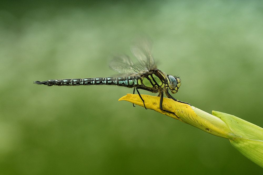Sony ILCA-77M2 + Tamron SP AF 90mm F2.8 Di Macro sample photo. Waiting for the sun! photography