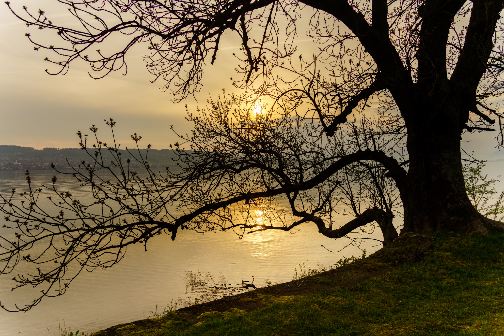 Sony a7R + Sigma ZOOM-alpha 35-135mm F3.5-4.5 sample photo. Tree magic photography