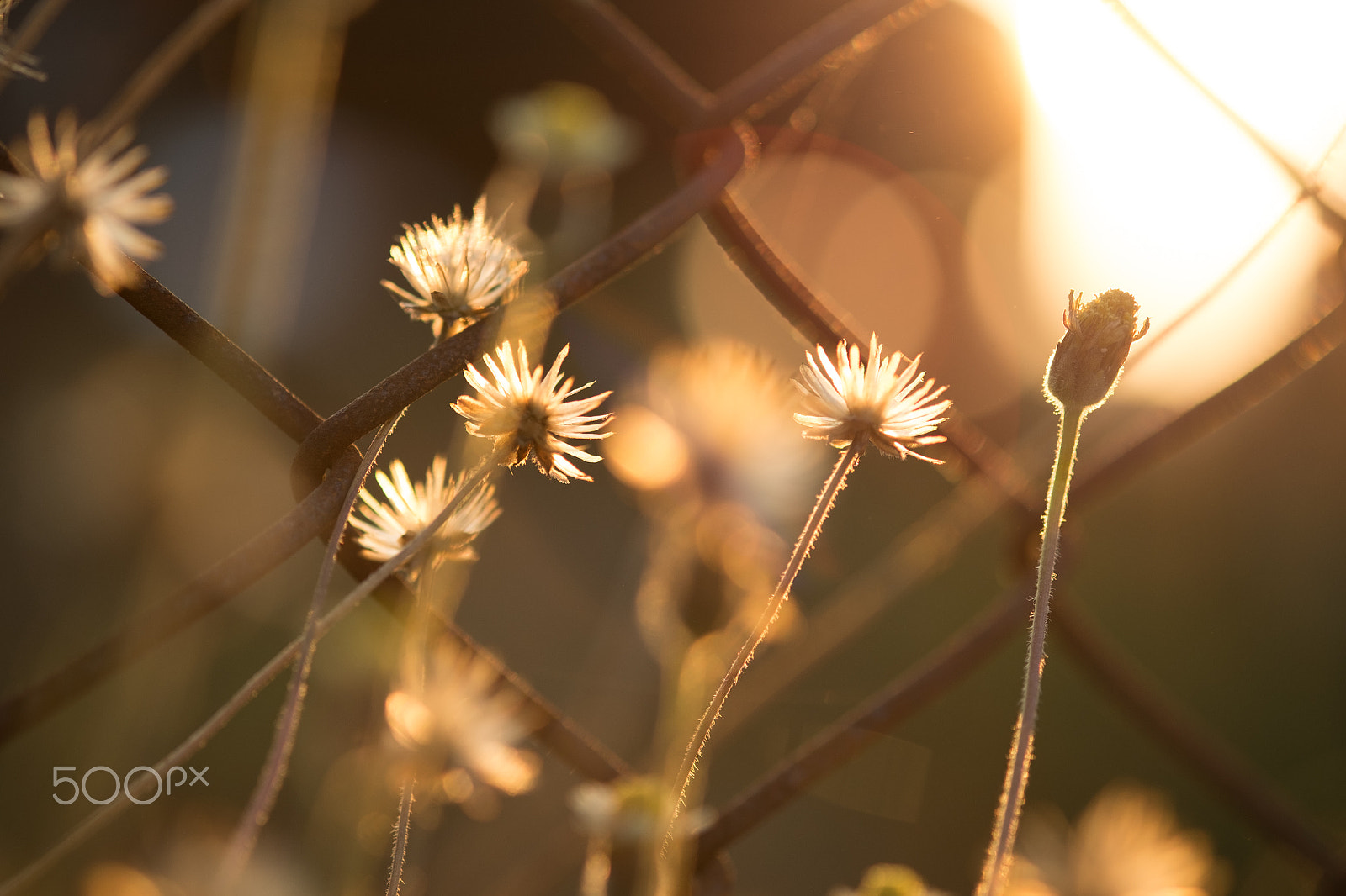 Fujifilm X-E1 + Fujifilm XF 60mm F2.4 R Macro sample photo. Tridax procumbens photography