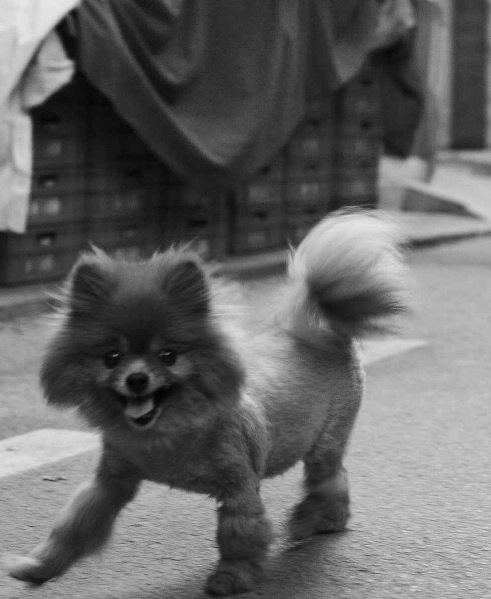 Olympus PEN E-P5 + Panasonic Leica DG Summilux 25mm F1.4 II ASPH sample photo