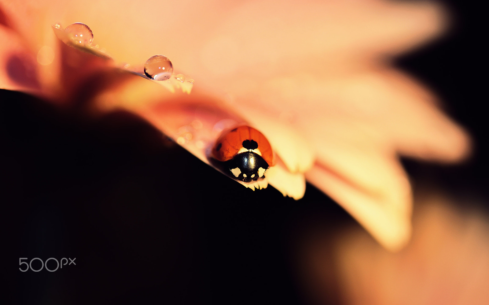 Canon EF-S 60mm F2.8 Macro USM sample photo. The beauty of a lucky woman photography