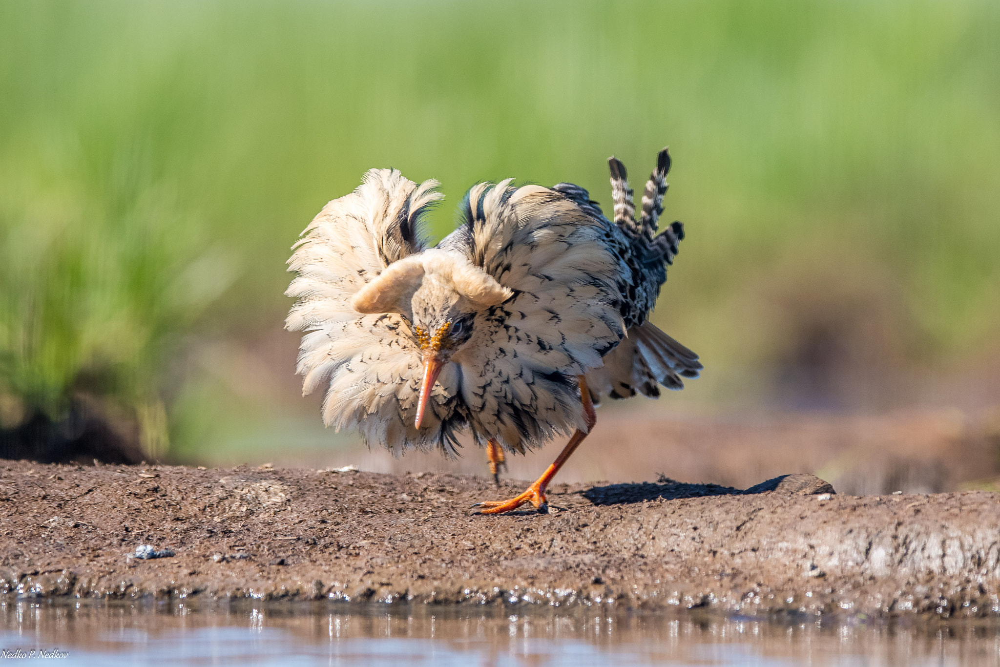 Nikon AF-S Nikkor 600mm F4E FL ED VR sample photo. Leking ruff photography