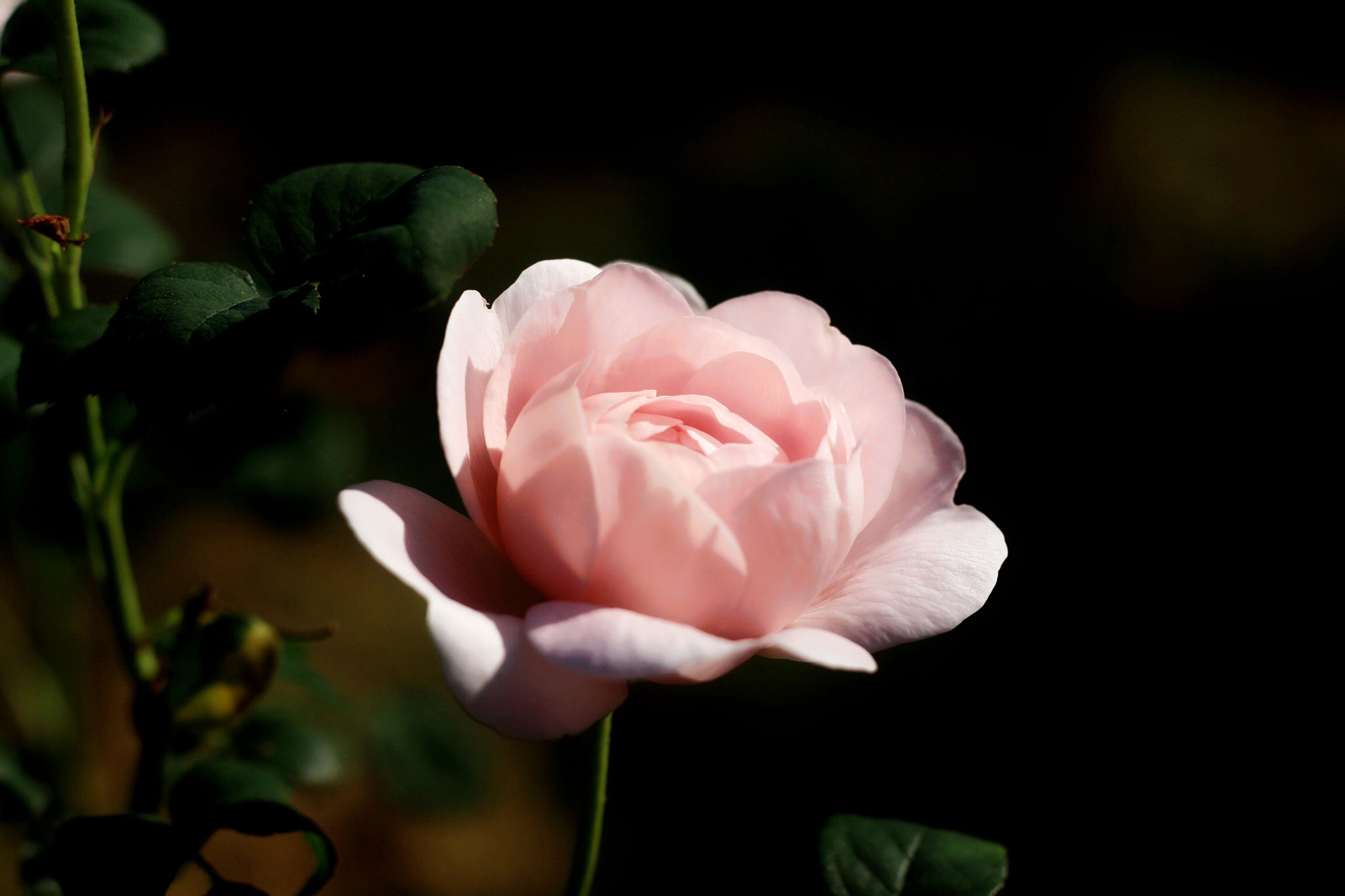 Canon EOS M + Canon EF 50mm F1.8 STM sample photo. Rose photography