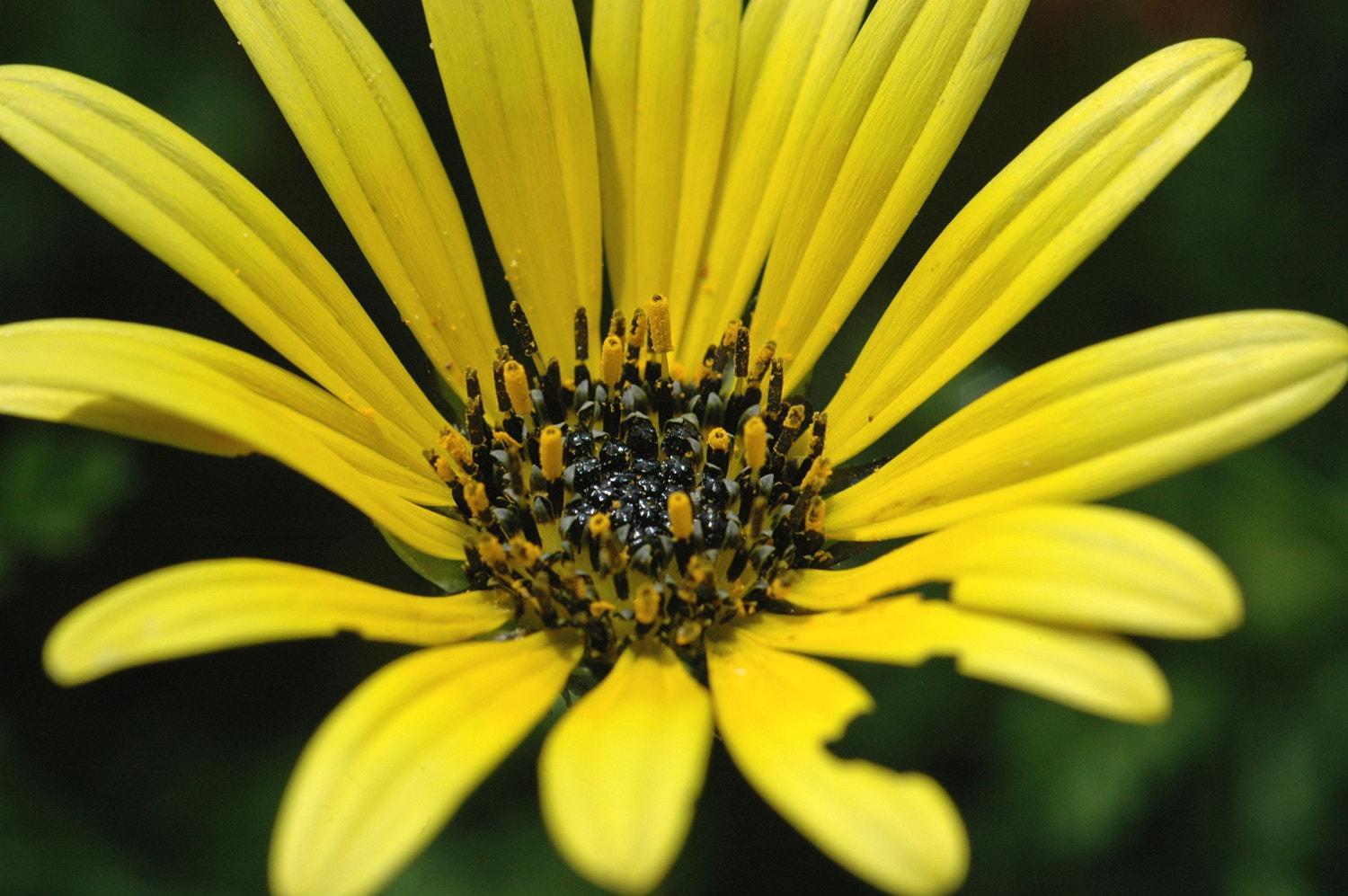 Nikon D70s + Sigma Macro 90mm F2.8 sample photo. A photography