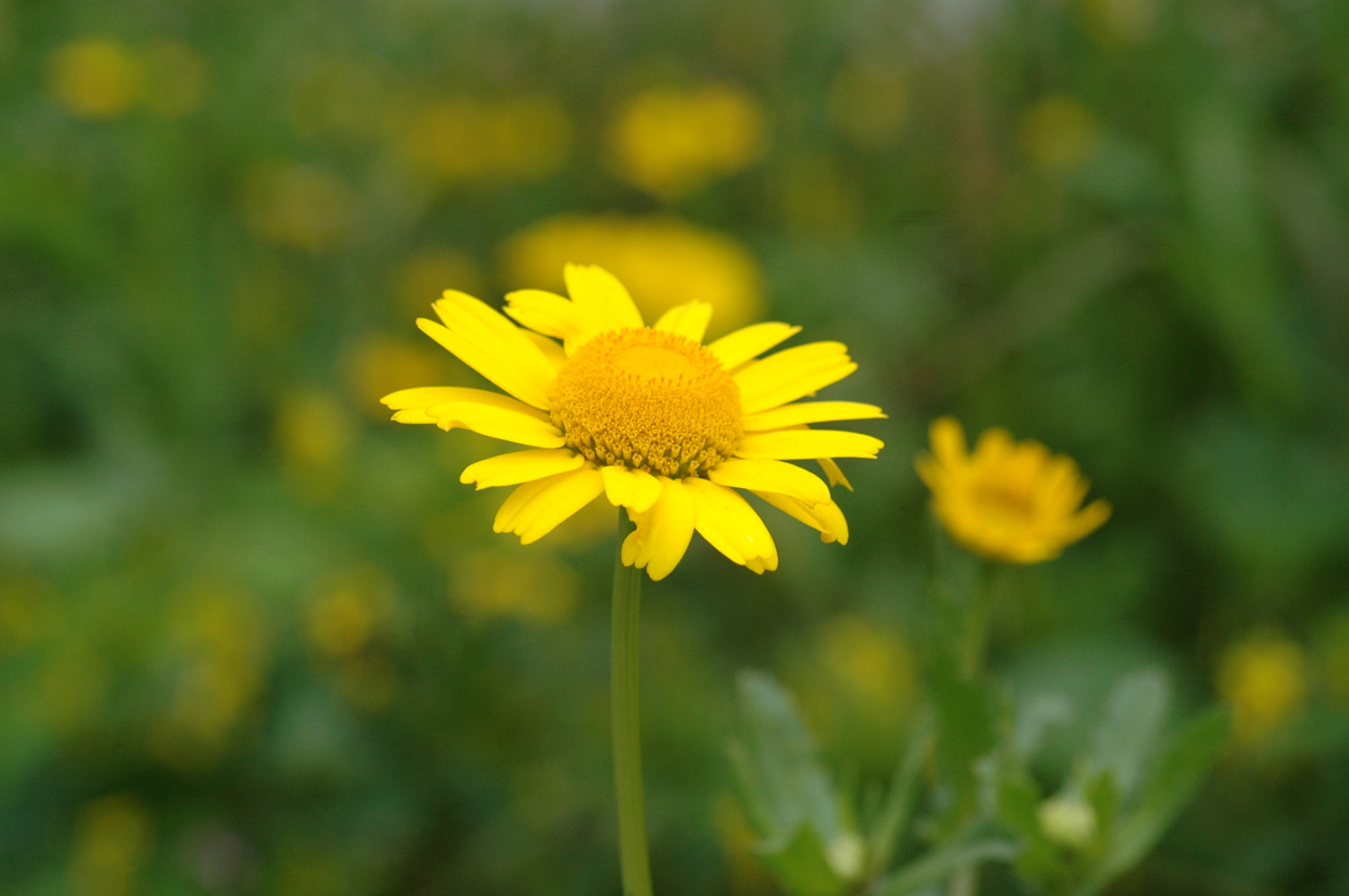 Nikon D70s + Sigma Macro 90mm F2.8 sample photo. A photography