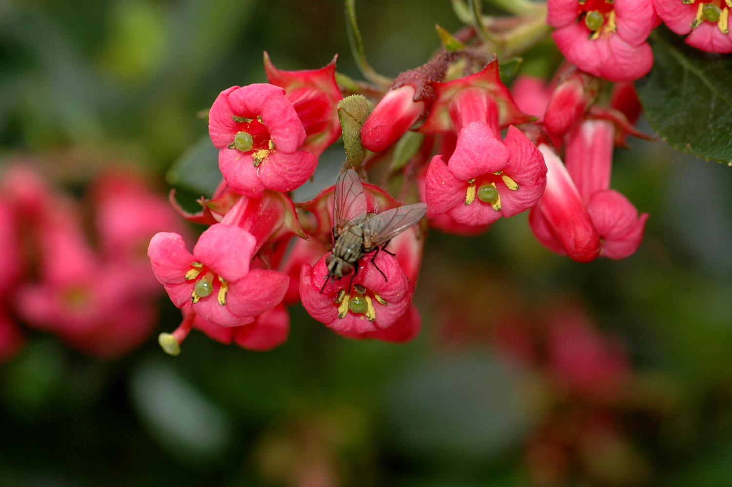 Nikon D70s + Sigma Macro 90mm F2.8 sample photo. A photography