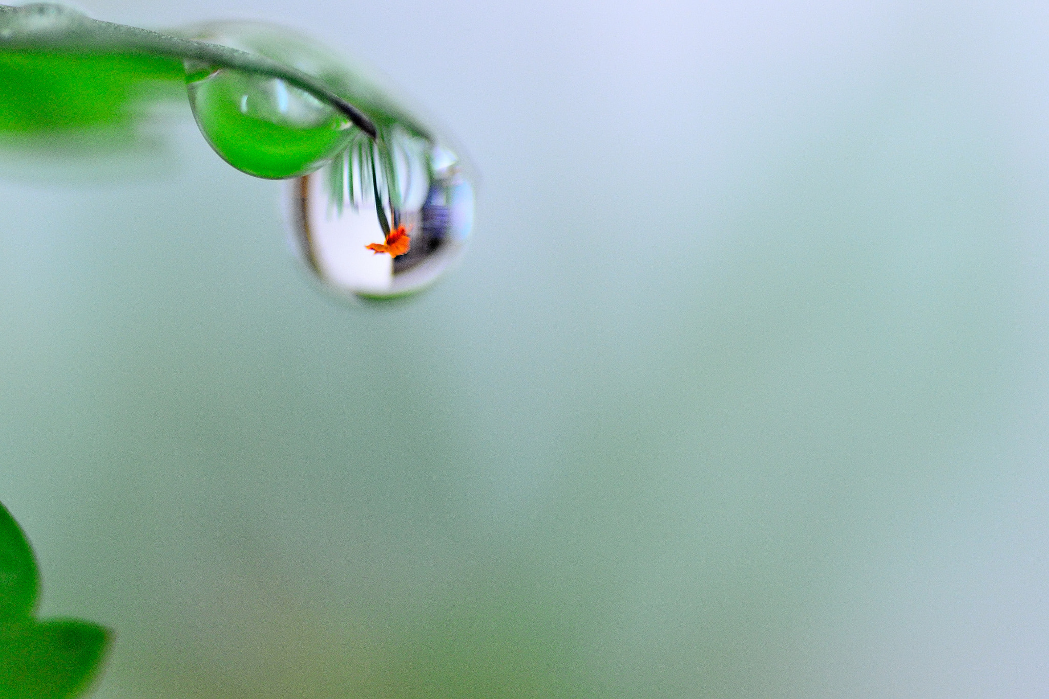 Nikon D3100 sample photo. Drop photography