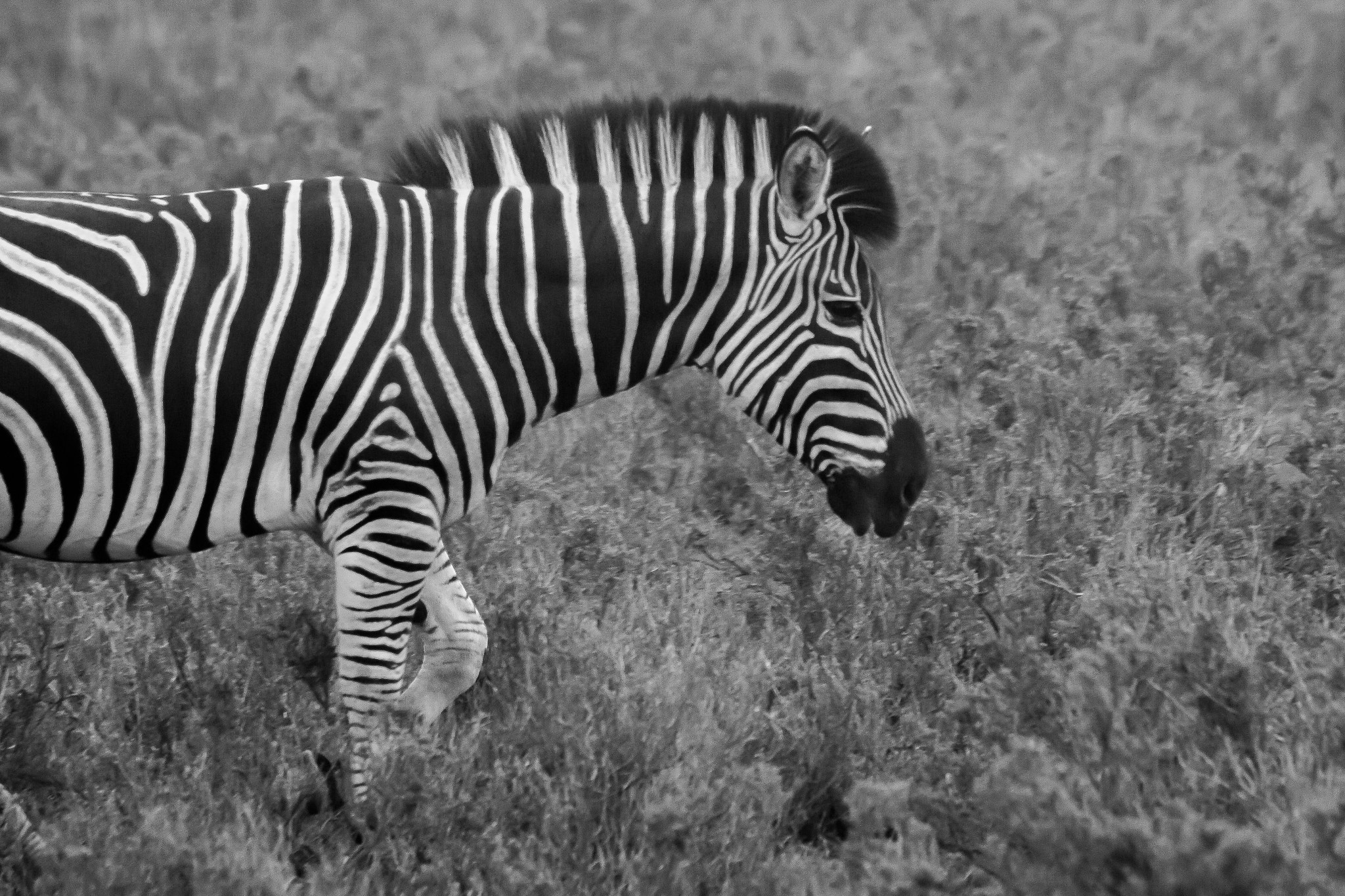 Canon EF 70-200mm F4L IS USM sample photo. Zebra photography