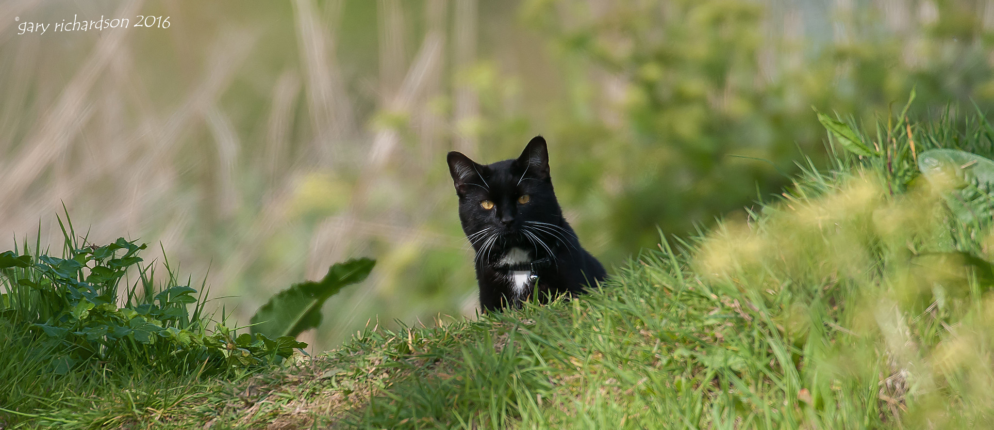 Nikon D300 + Nikon AF-S Nikkor 500mm F4G ED VR sample photo. Domestic cat photography