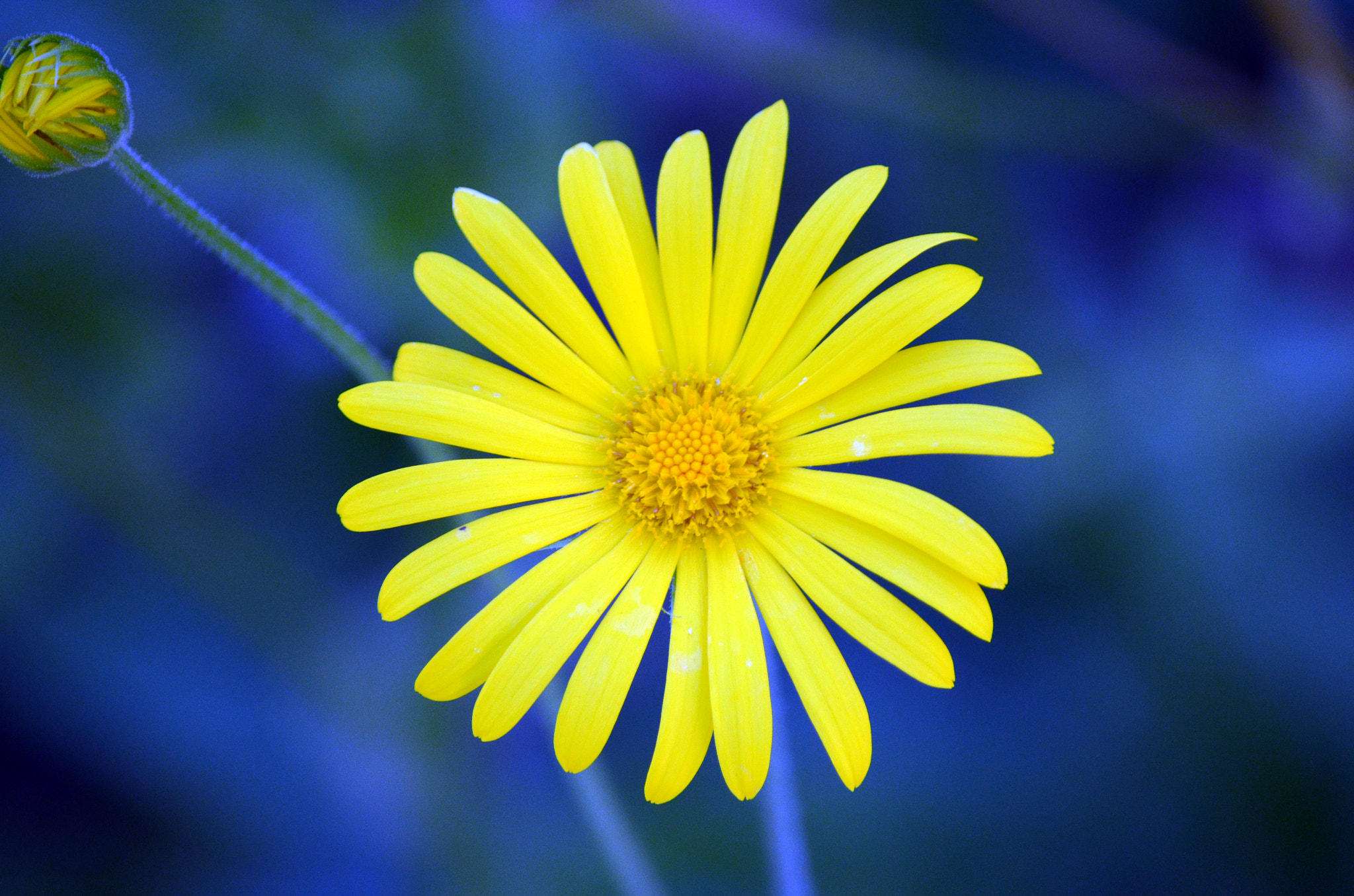 Nikon D5100 + Nikon AF Nikkor 14mm F2.8D ED sample photo. Marguerite daisy by tonnyfroyen.com photography