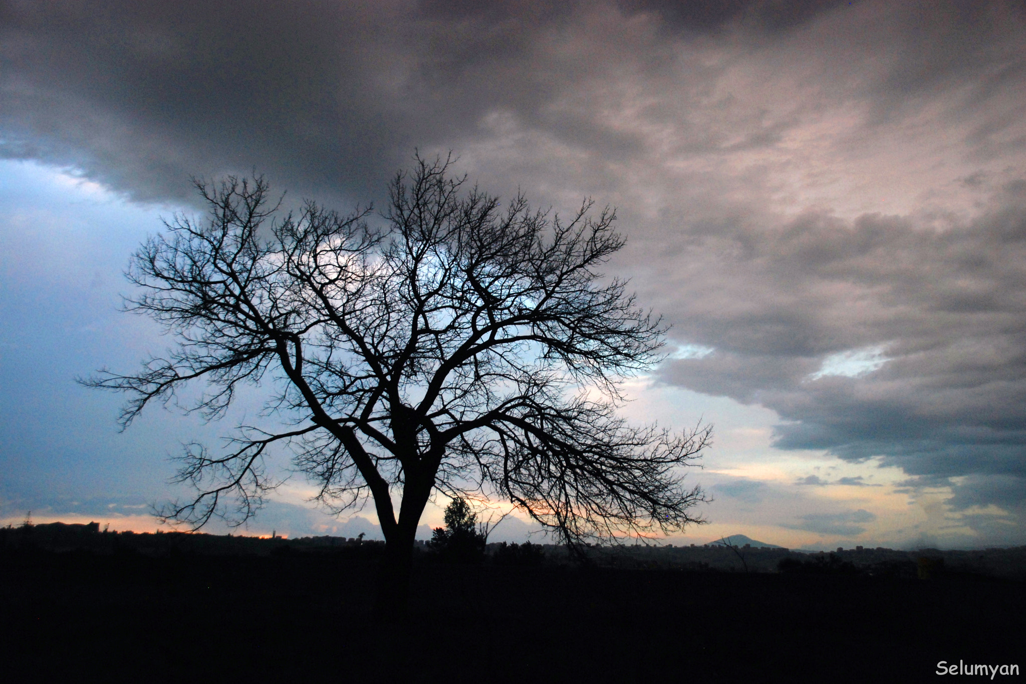 Nikon D80 + Sigma 18-125mm F3.8-5.6 DC HSM sample photo. Mysterious tree. photography