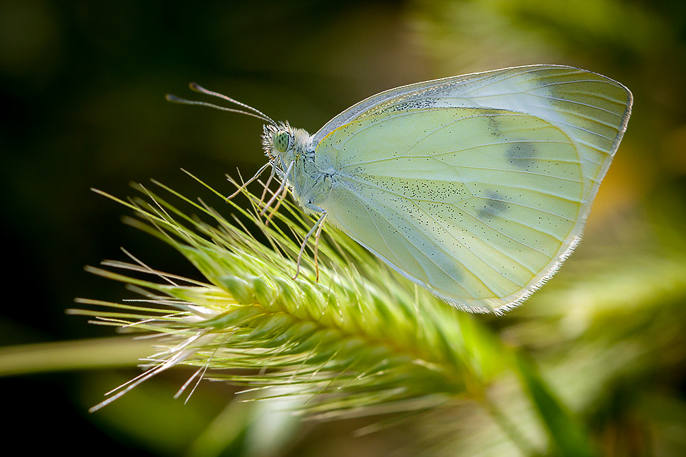 Canon EOS 40D + Canon EF 100mm F2.8L Macro IS USM sample photo. Beauty photography