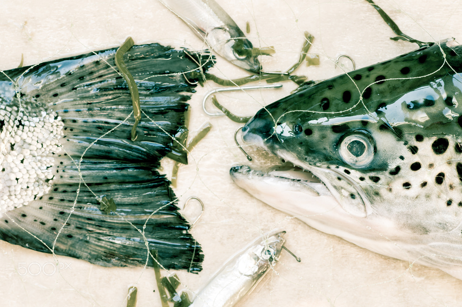 Pentax K-r + Tamron SP AF 90mm F2.8 Di Macro sample photo. Fish photography