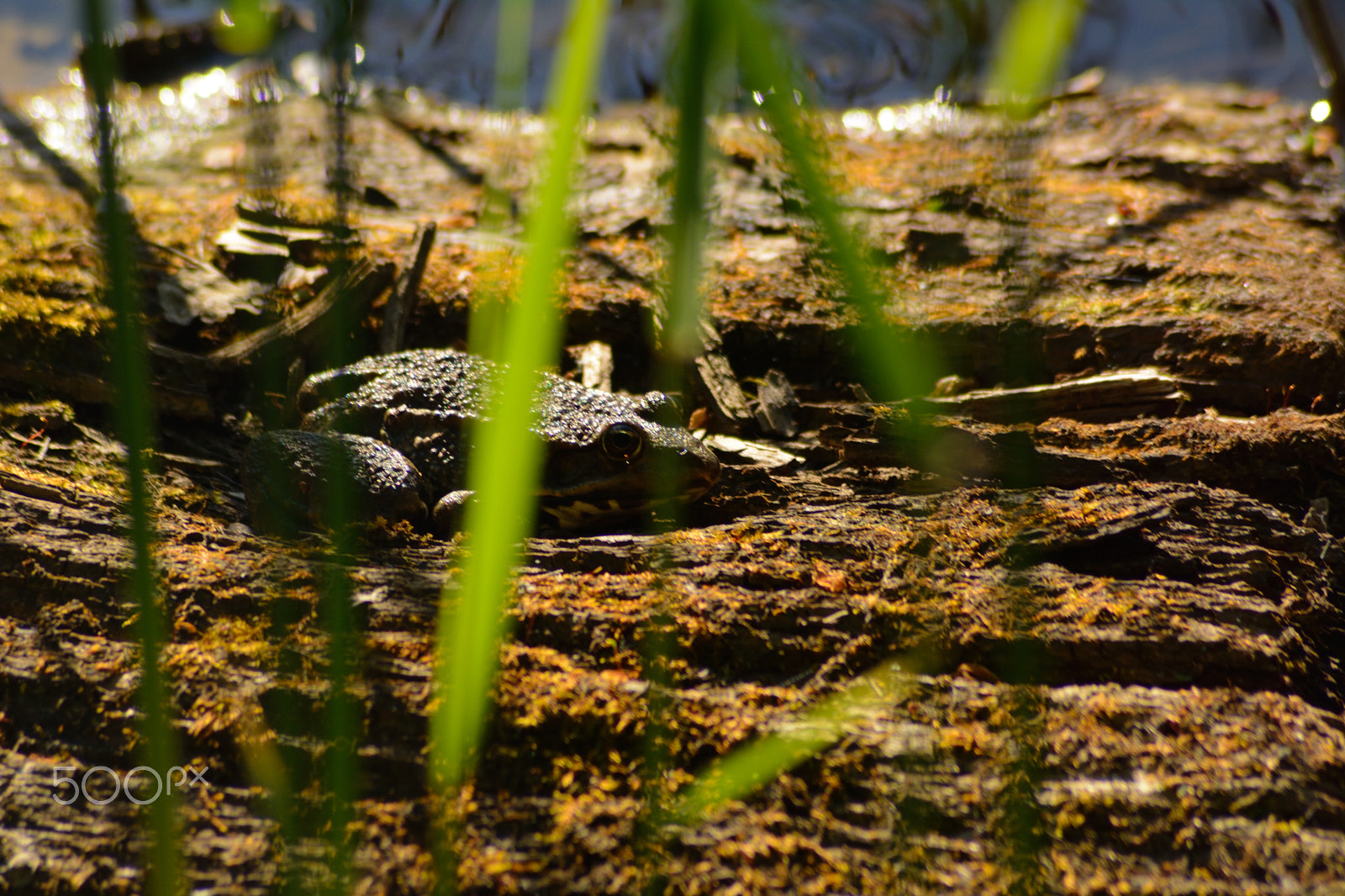 Nikon AF Nikkor 70-300mm F4-5.6G sample photo. Hidden frogg photography