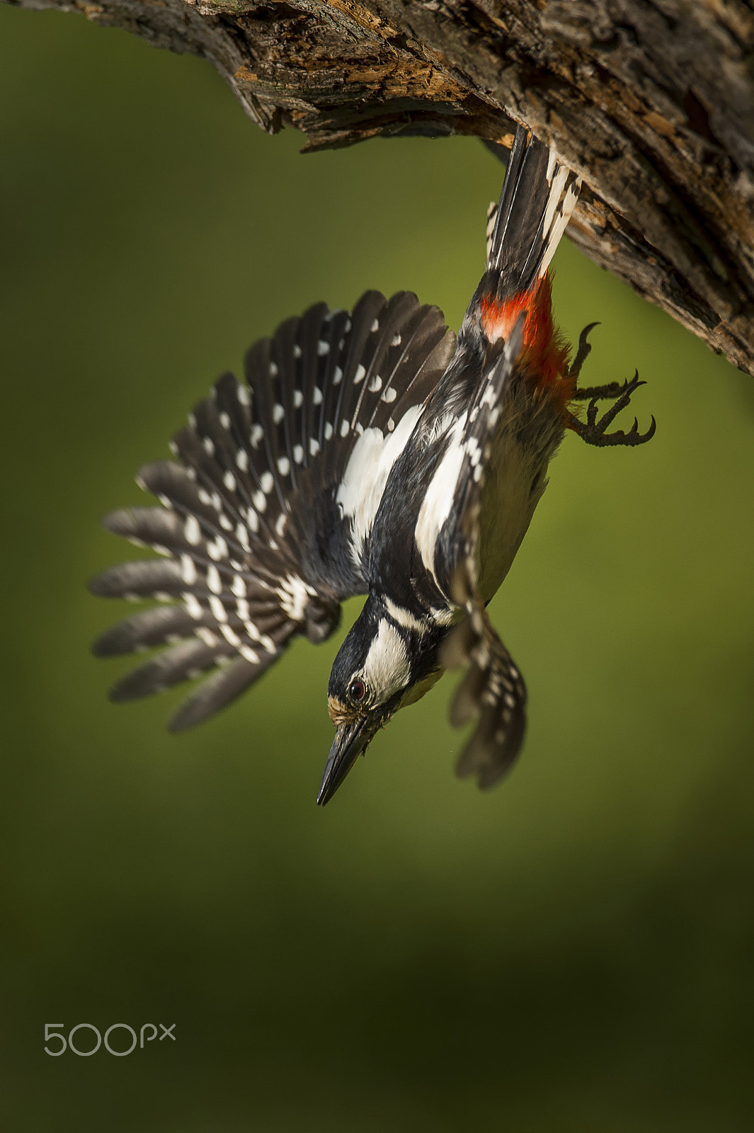 Nikon D4S + Nikon AF-S Nikkor 600mm F4G ED VR sample photo. In flight photography