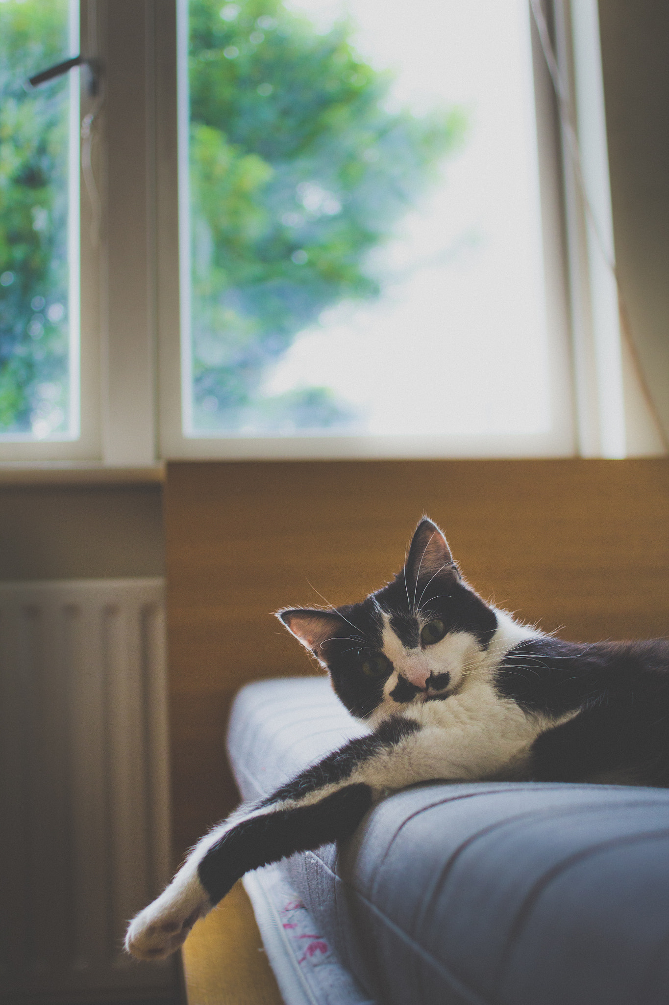 Canon EOS 600D (Rebel EOS T3i / EOS Kiss X5) + Canon EF 28mm F2.8 sample photo. My roommate spike. photography