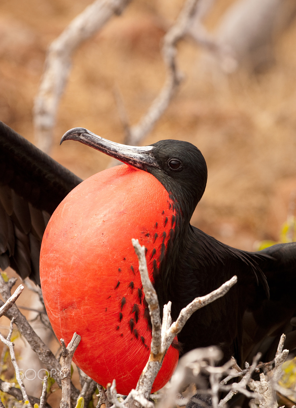 Nikon D2X sample photo. Magnificent frigatebird photography
