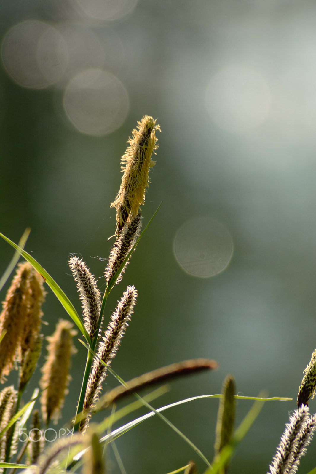 Nikon AF Nikkor 70-300mm F4-5.6G sample photo. Grass photography
