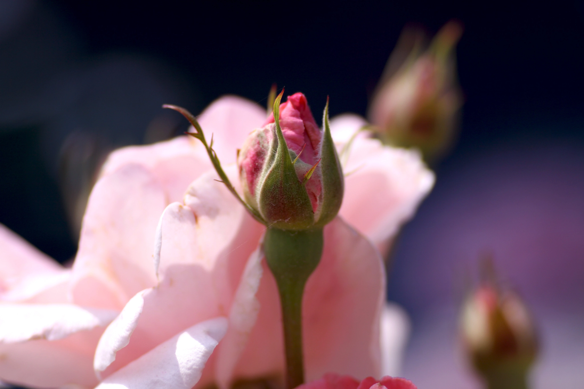 Canon EOS 50D + Tamron SP AF 90mm F2.8 Di Macro sample photo. Pink rose bud photography