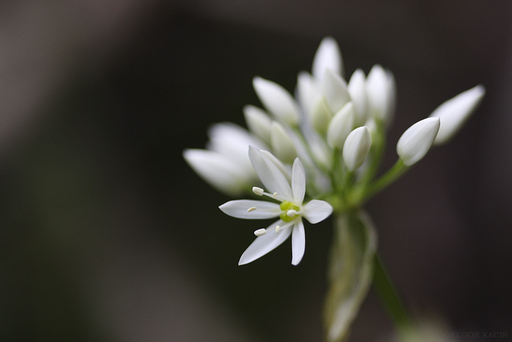 Canon EOS 600D (Rebel EOS T3i / EOS Kiss X5) + Sigma 105mm F2.8 EX DG Macro sample photo. White photography