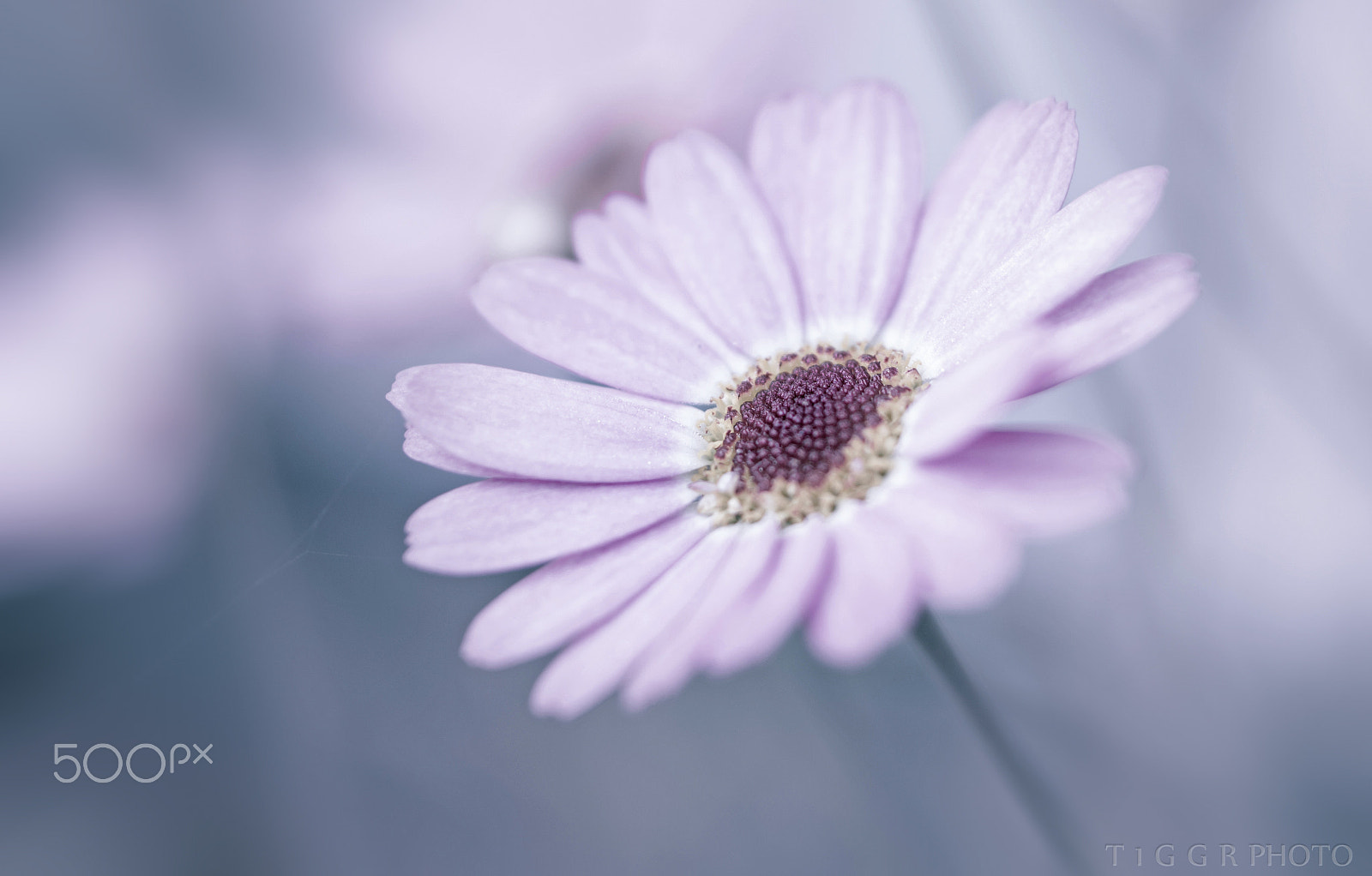 Samsung NX30 + Samsung NX 60mm F2.8 Macro ED OIS SSA sample photo. In silence photography