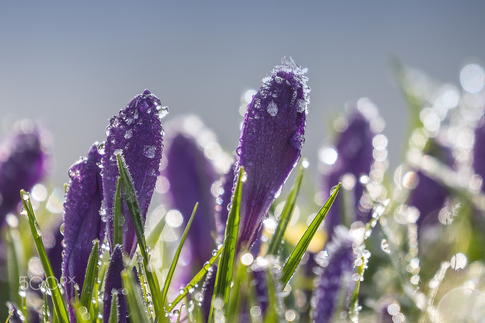 Canon EF 100-400mm F4.5-5.6L IS II USM sample photo. Fresh morning photography