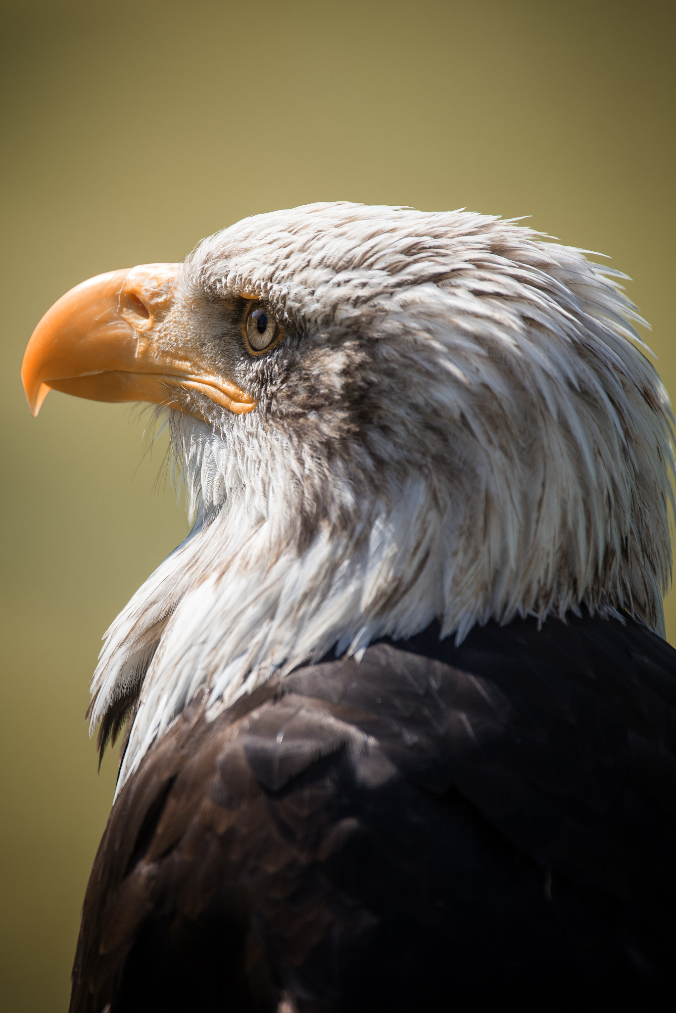 Sigma 150-600mm F5-6.3 DG OS HSM | C sample photo. Eagle portrait  photography