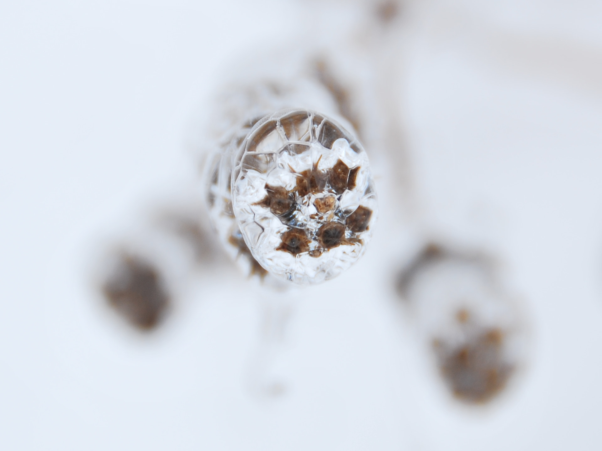 Nikon D60 sample photo. Icy beauty photography
