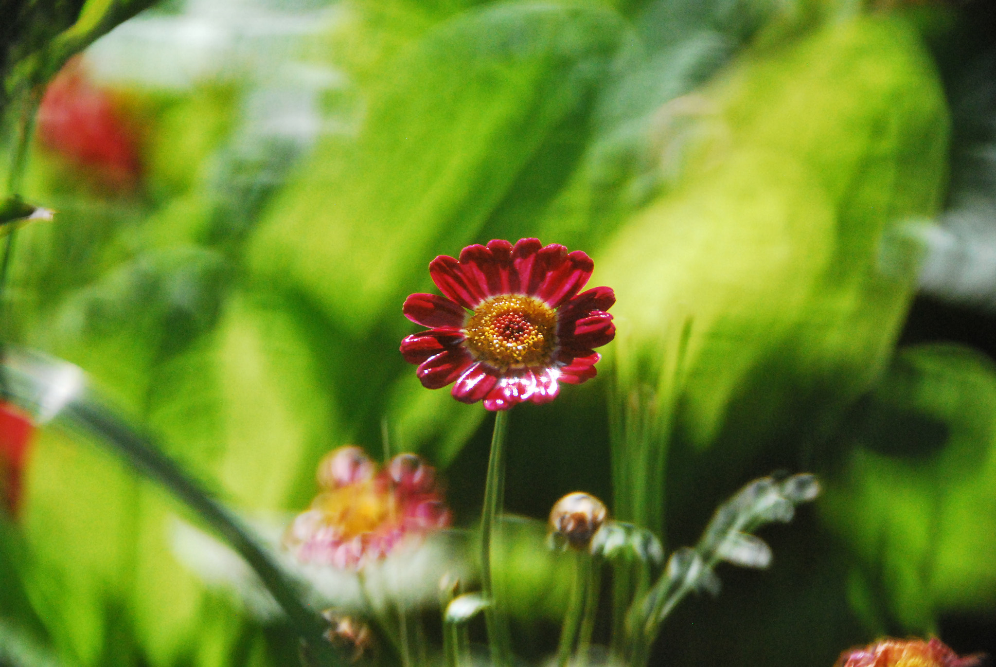 Nikon D60 sample photo. Sun after rain photography