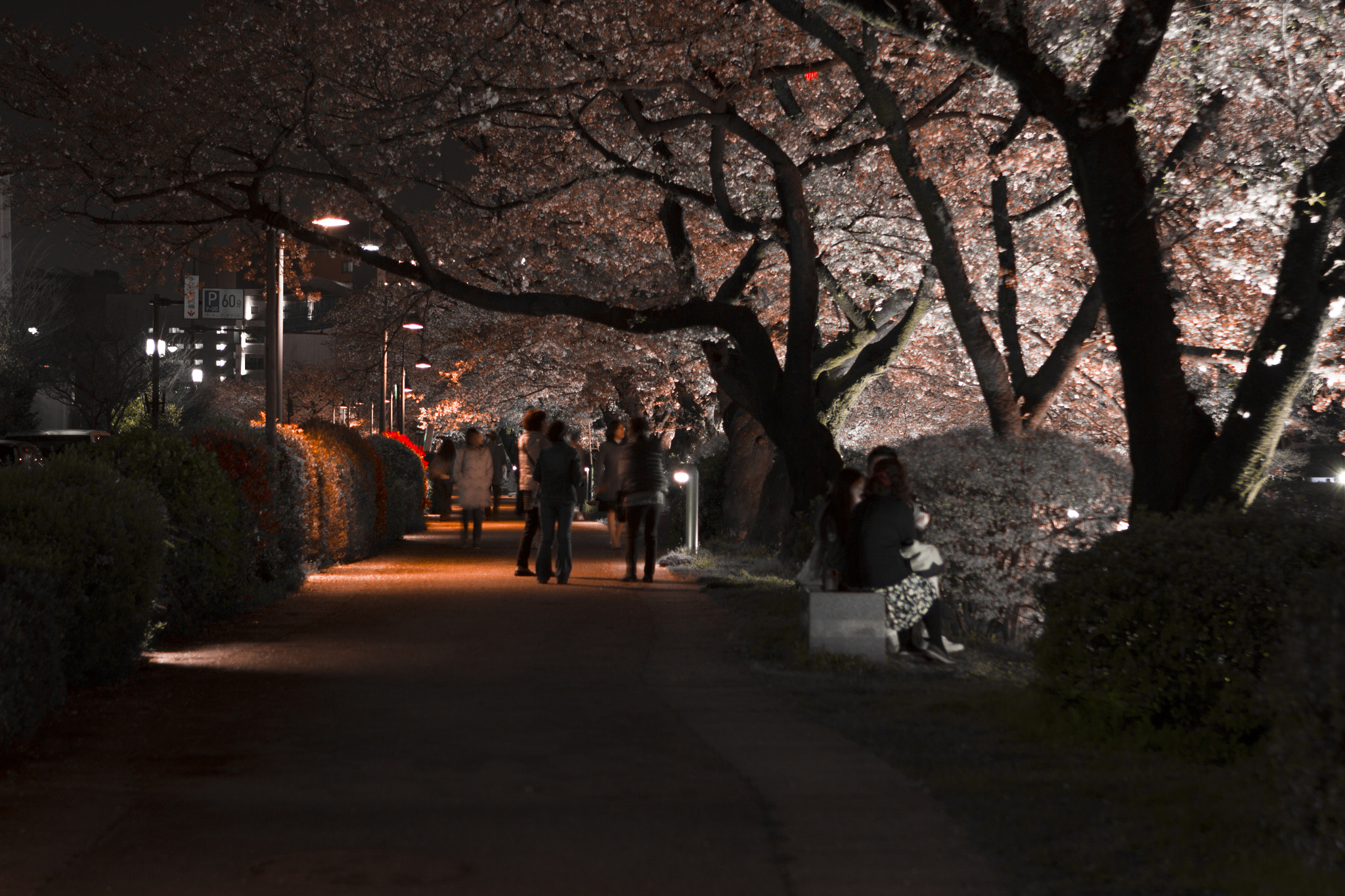 Canon EOS 600D (Rebel EOS T3i / EOS Kiss X5) sample photo. Sakura photography