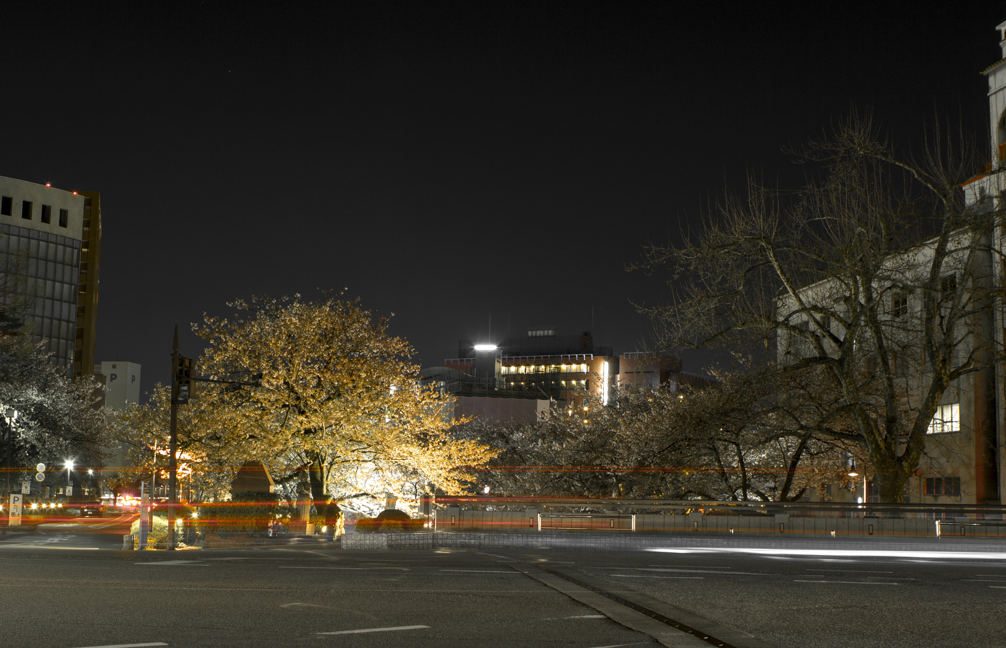 Canon EOS 600D (Rebel EOS T3i / EOS Kiss X5) sample photo. Sakura photography