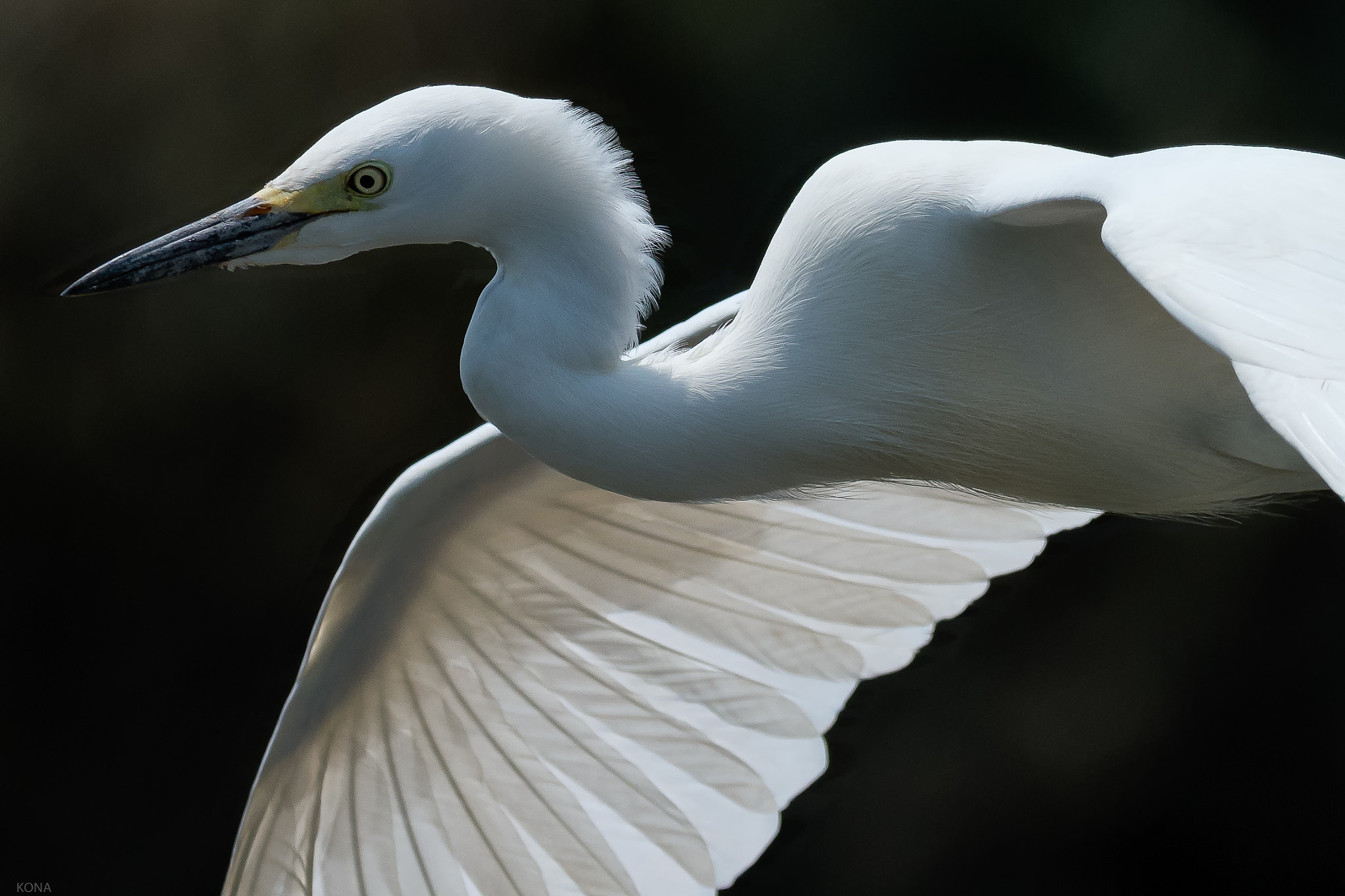 Nikon AF-S Nikkor 400mm F2.8G ED VR II sample photo. Sagi photography
