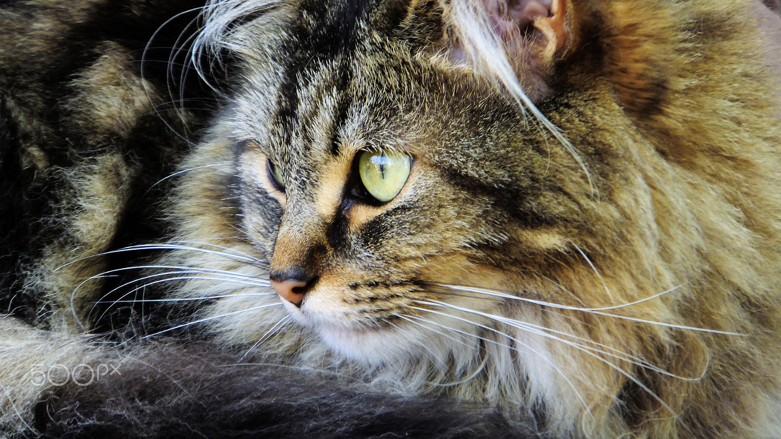 Fujifilm FinePix F600 EXR sample photo. Kitkat photography