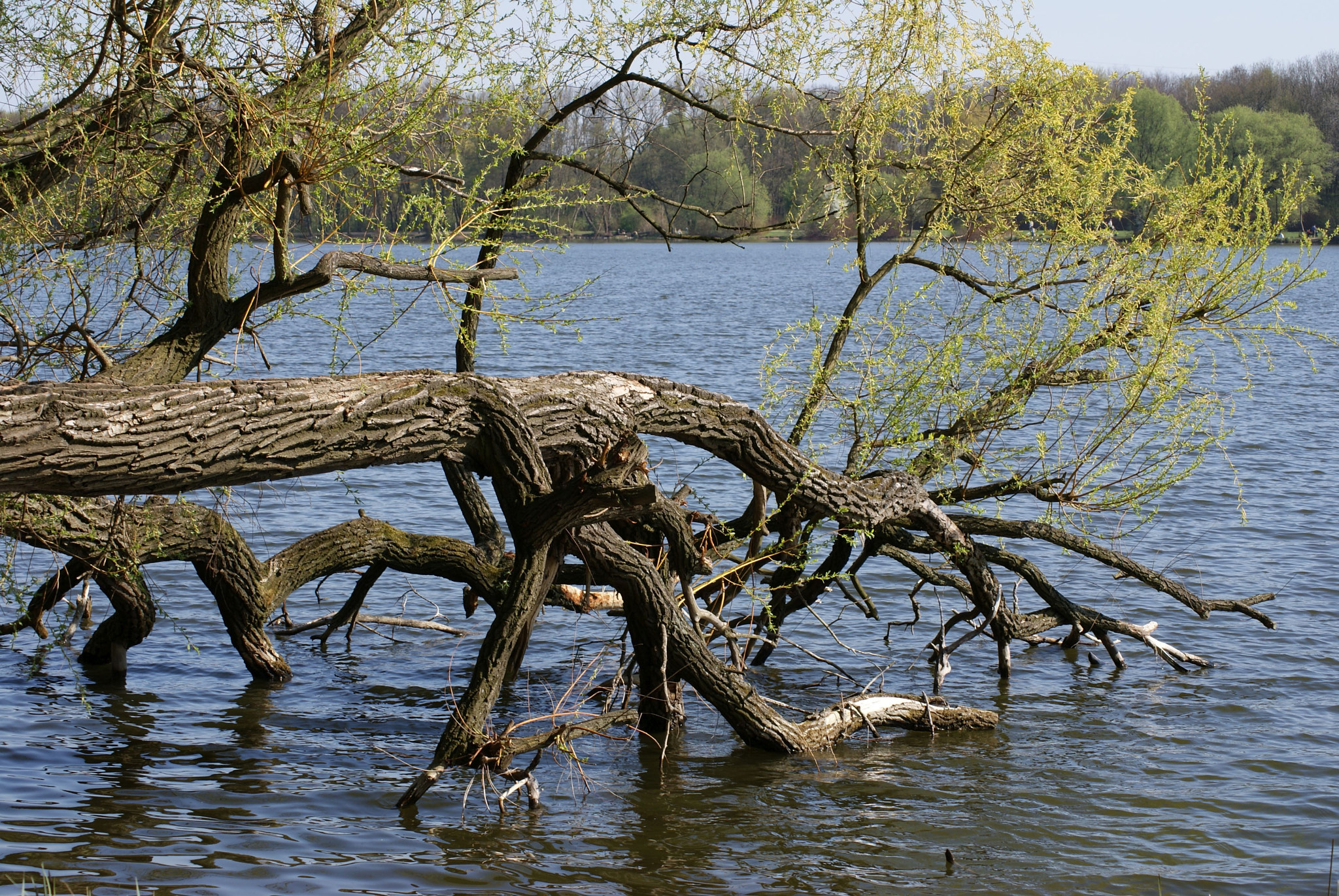 Sony DT 55-200mm F4-5.6 SAM sample photo. Lake in poznan photography