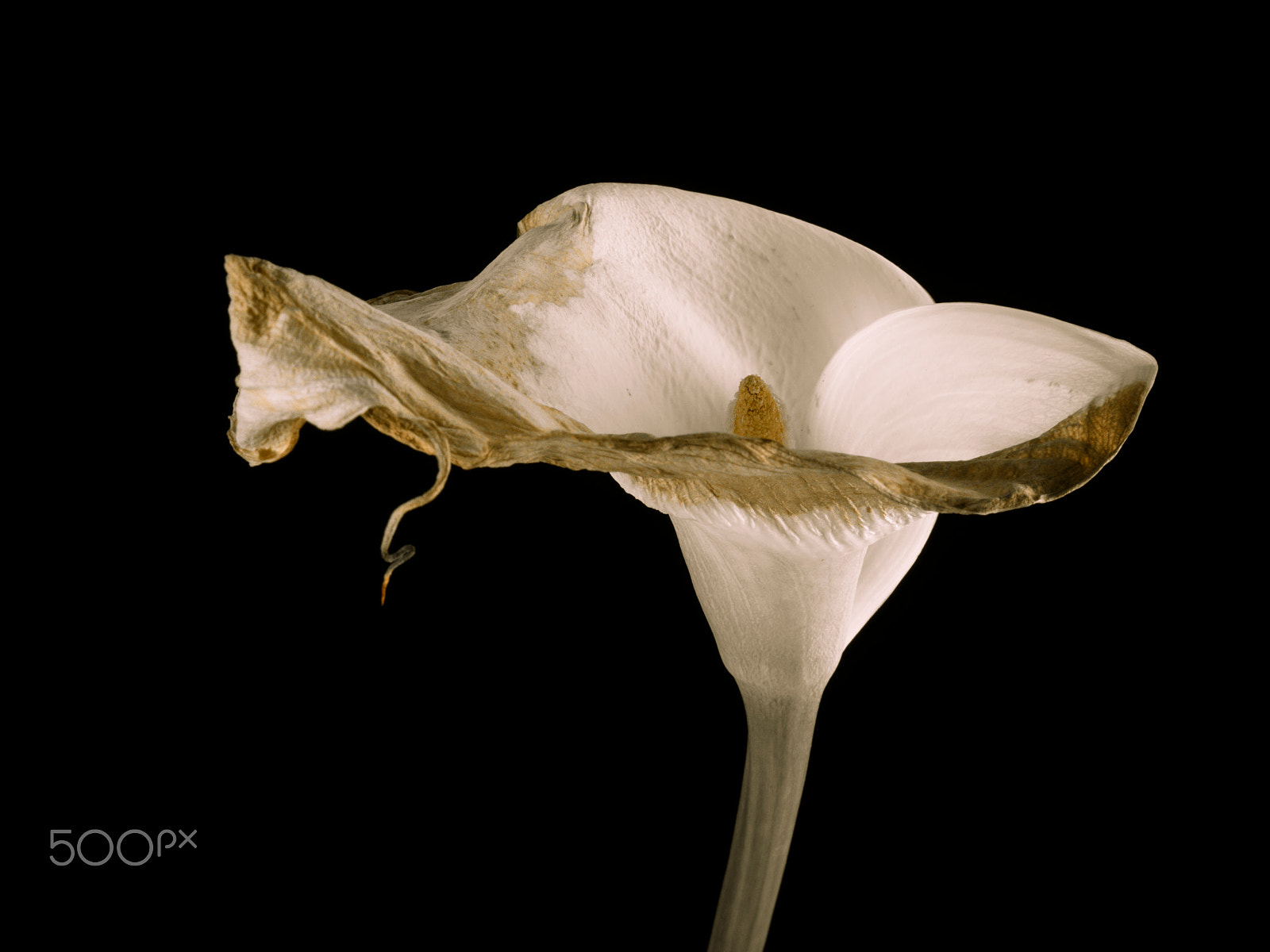 Olympus M.Zuiko Digital 14-42mm F3.5-5.6 II R sample photo. Calla lily photography