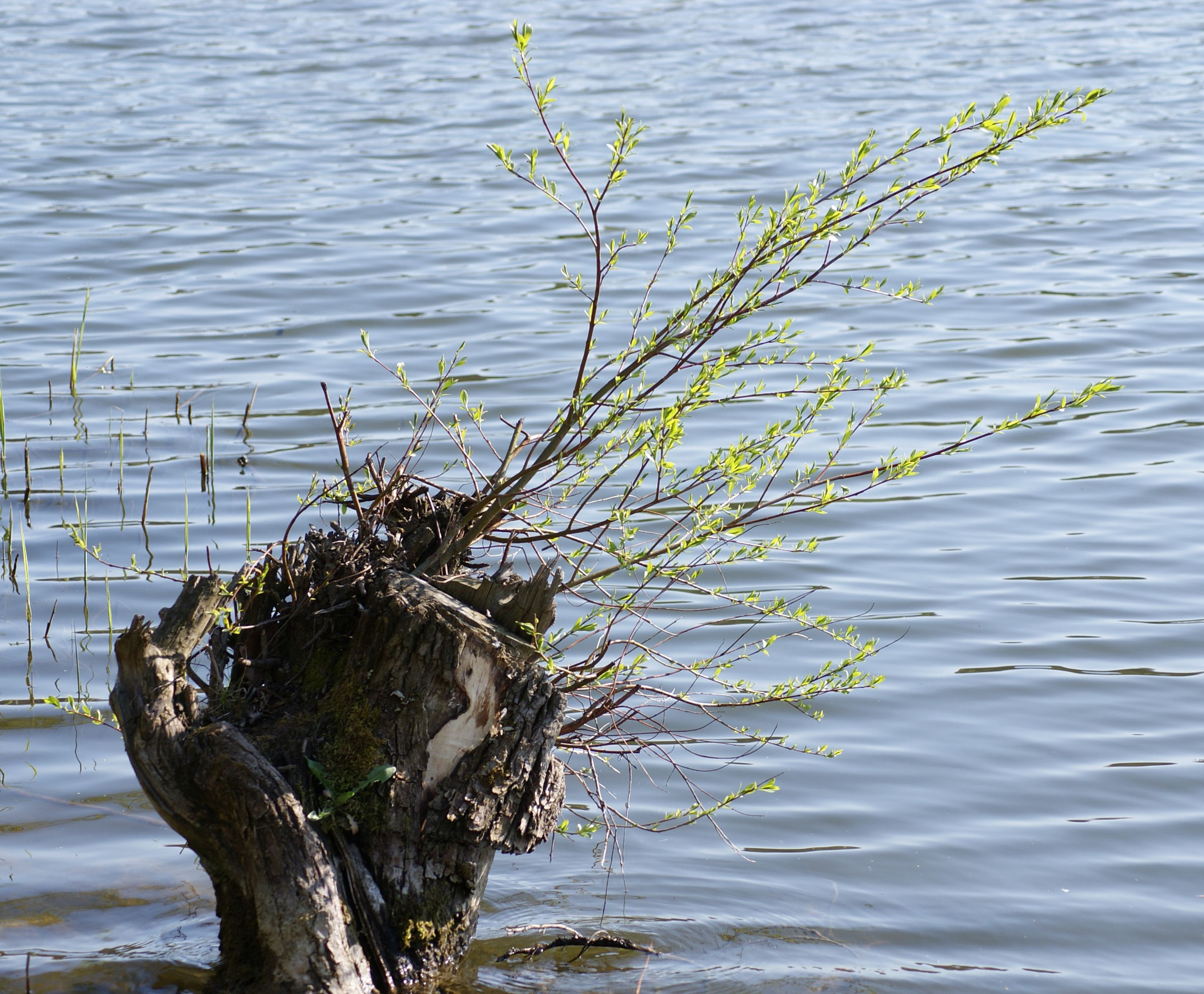 Sony Alpha DSLR-A230 sample photo. Nature in the lake photography