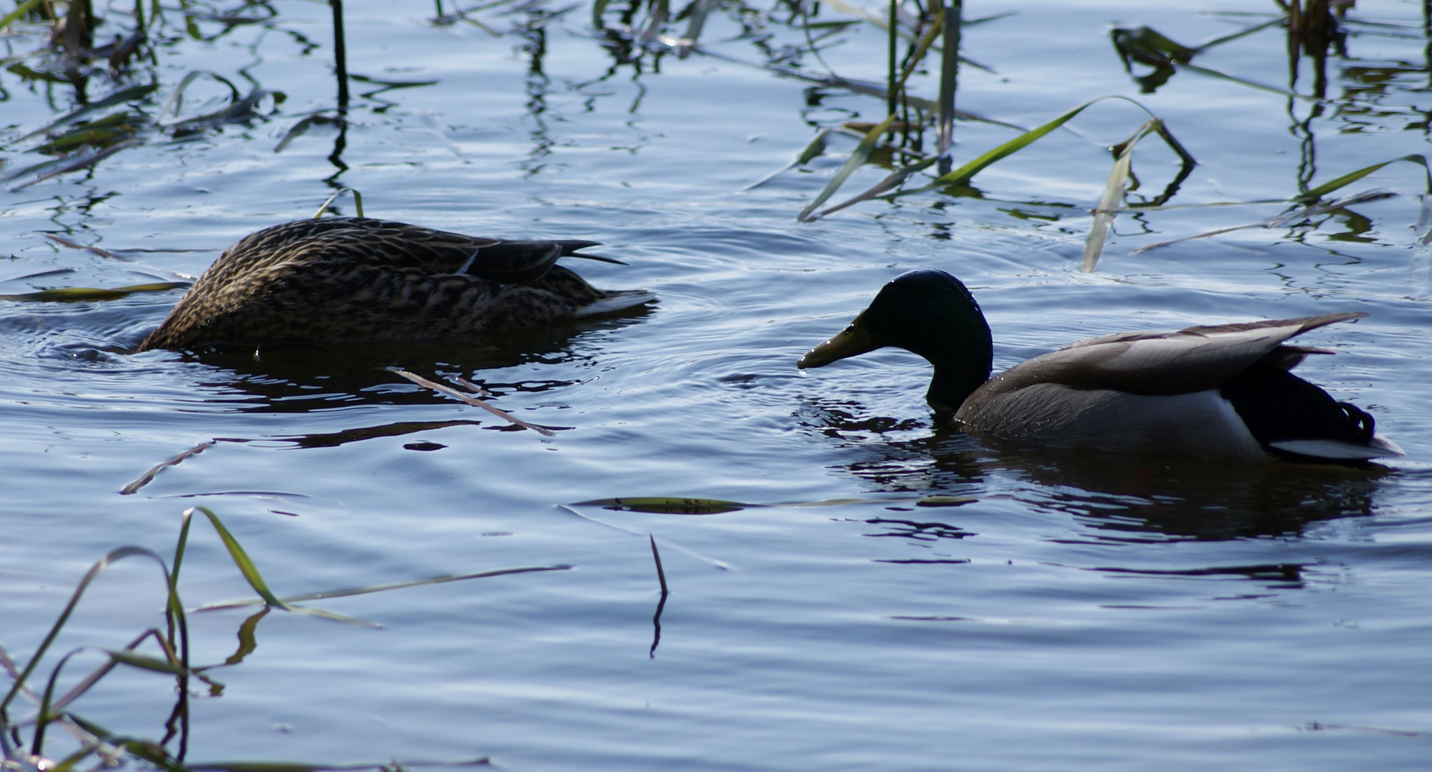 Sony DT 55-200mm F4-5.6 SAM sample photo. Nature in the lake_1 photography