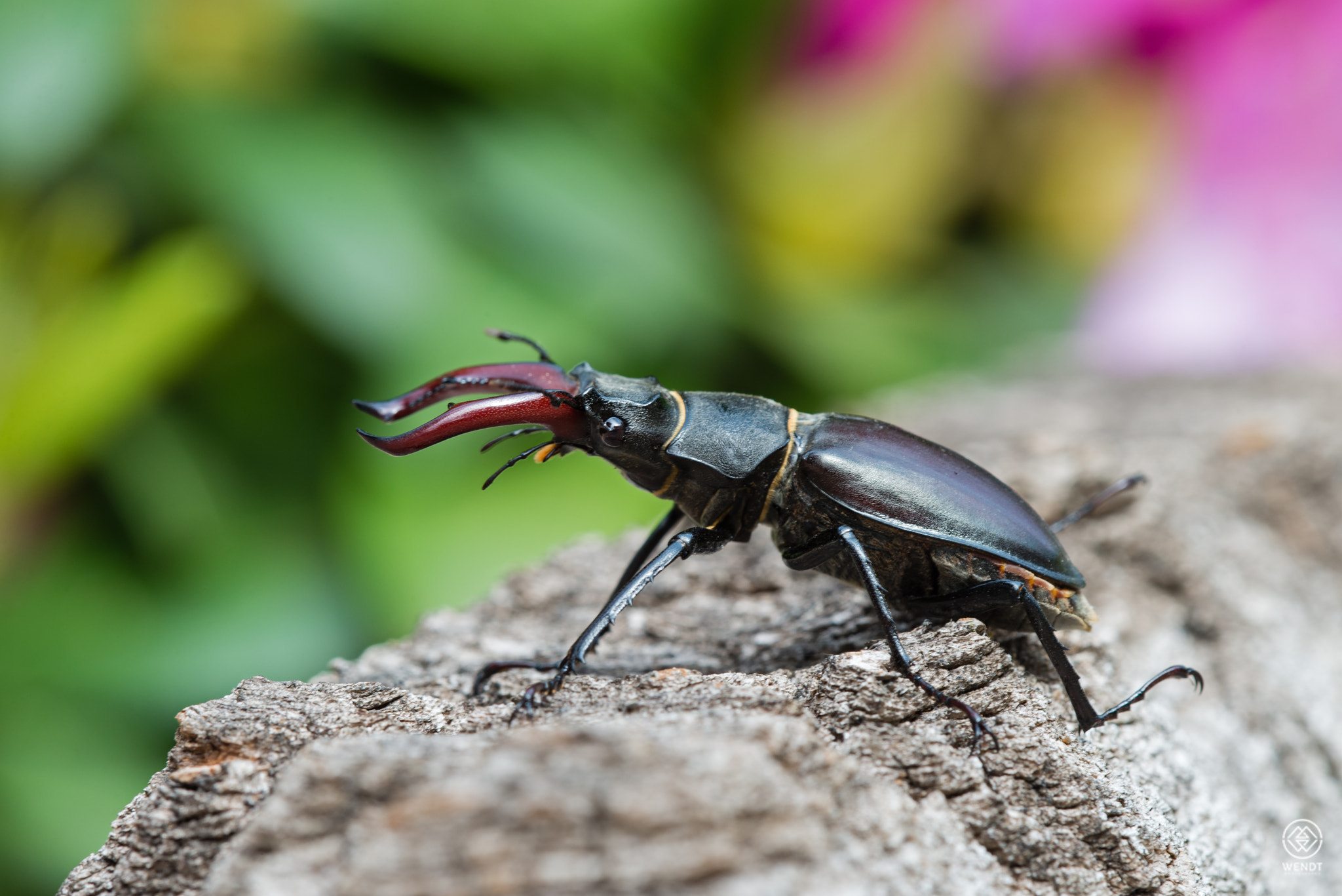 Nikon D610 + Nikon AF Micro-Nikkor 200mm F4D ED-IF sample photo. Stag beetle photography