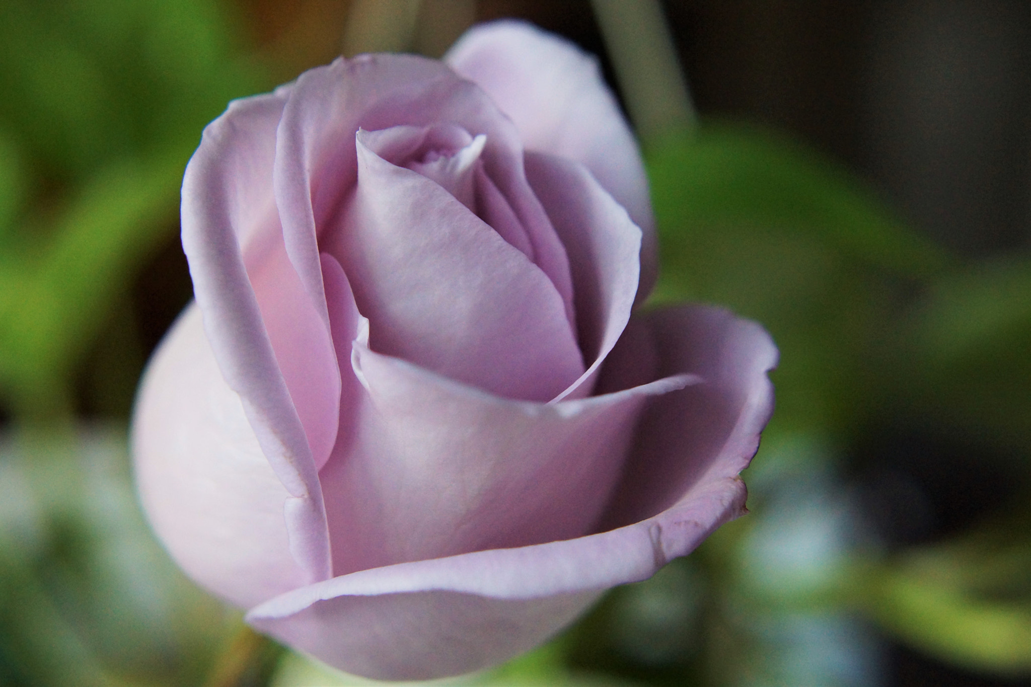 Sony DT 18-70mm F3.5-5.6 sample photo. Purple rose photography