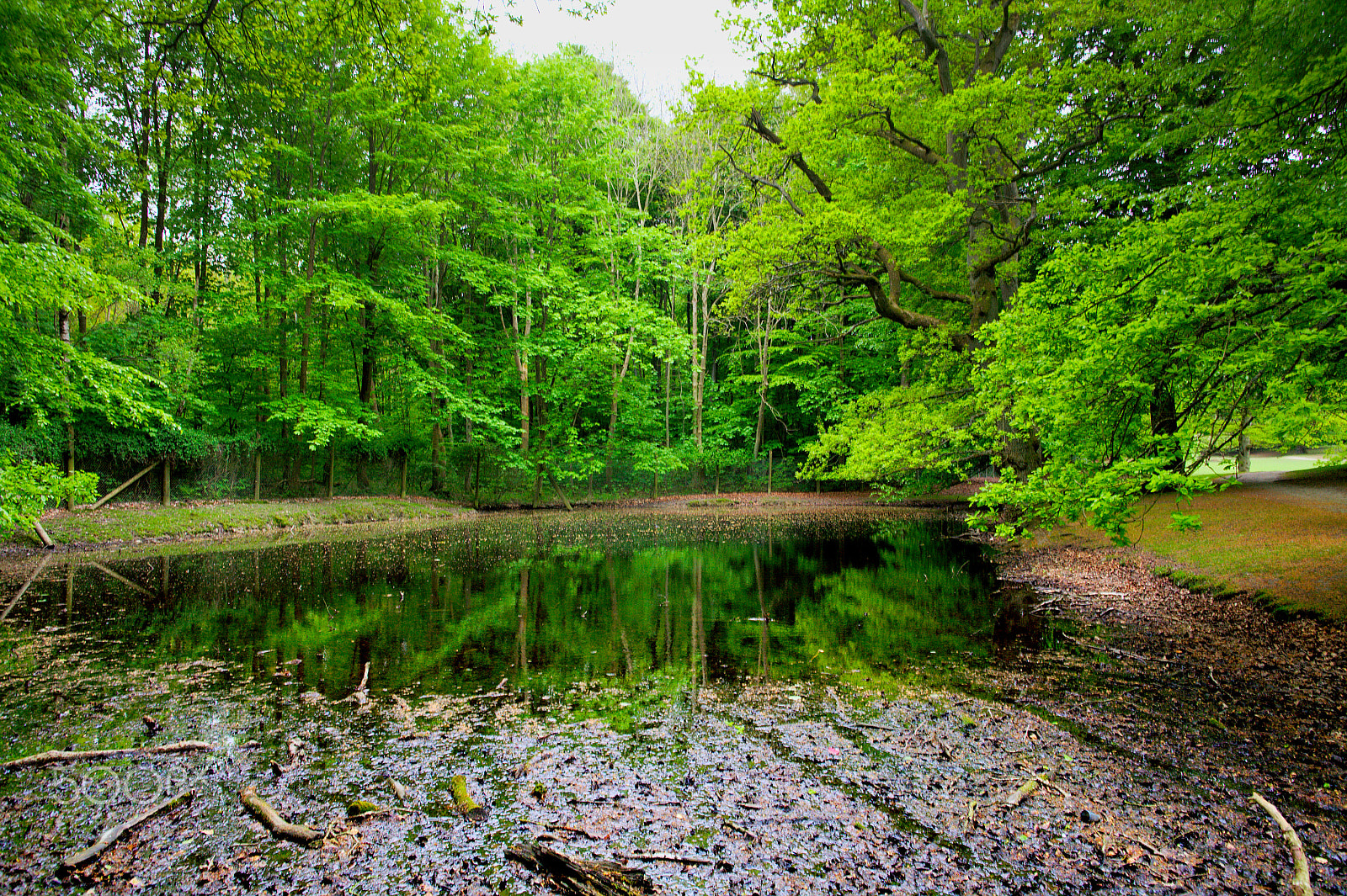 Canon EOS 5D + Canon EF 24mm F1.4L II USM sample photo. Wood&water photography