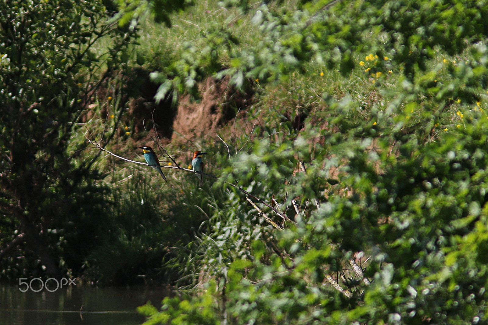 Canon EF 300mm F4L IS USM sample photo. Guêpier d'europe photography