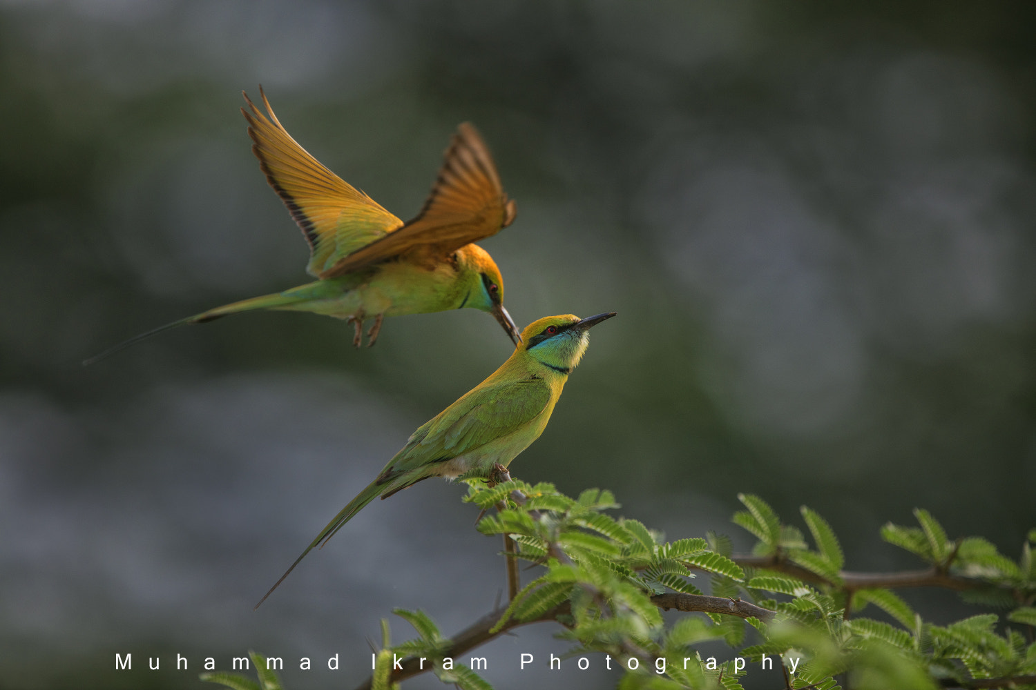 Canon EOS 5DS + Canon EF 400mm F4.0 DO IS USM sample photo. _0010737.jpg photography