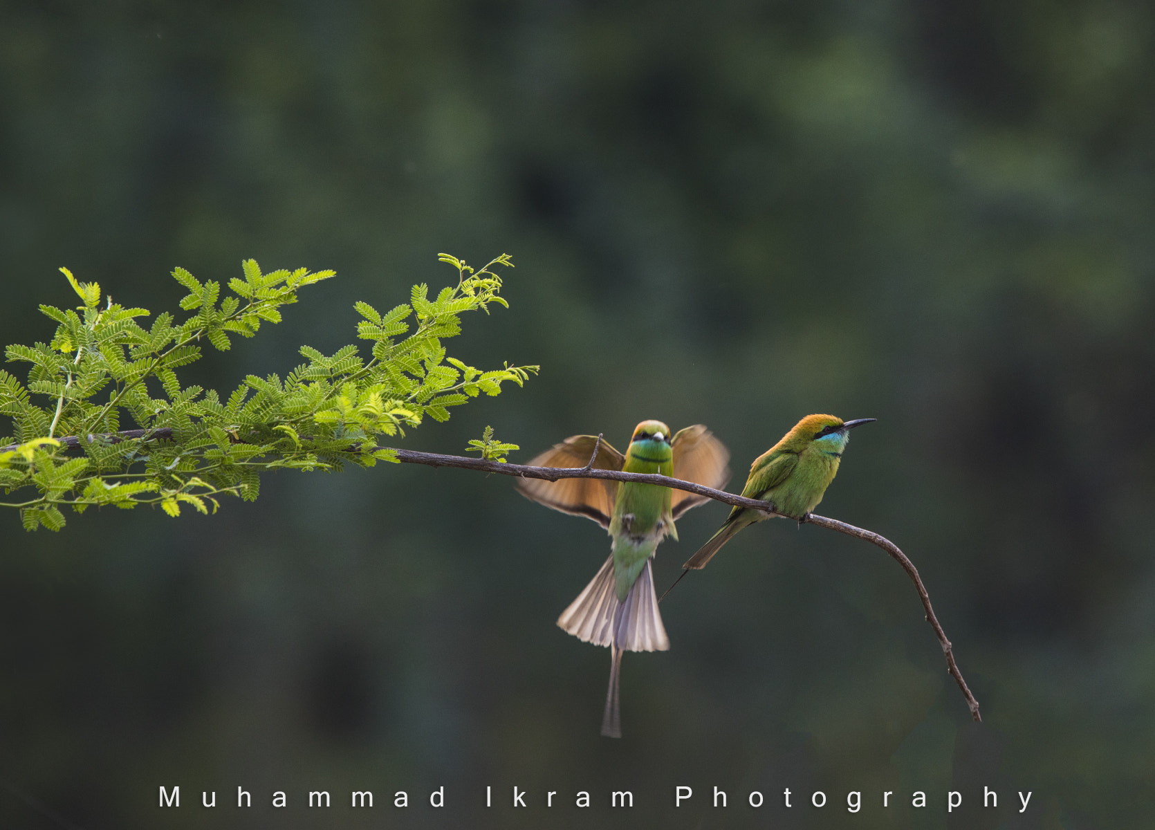 Canon EOS 5DS + Canon EF 400mm F4.0 DO IS USM sample photo. _0010127.jpg photography