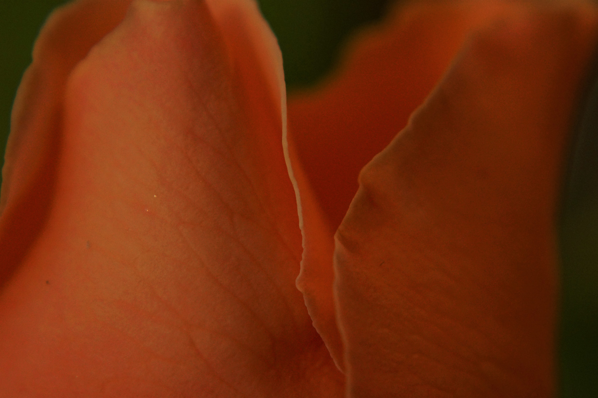 Sony DT 18-70mm F3.5-5.6 sample photo. Rose petals photography